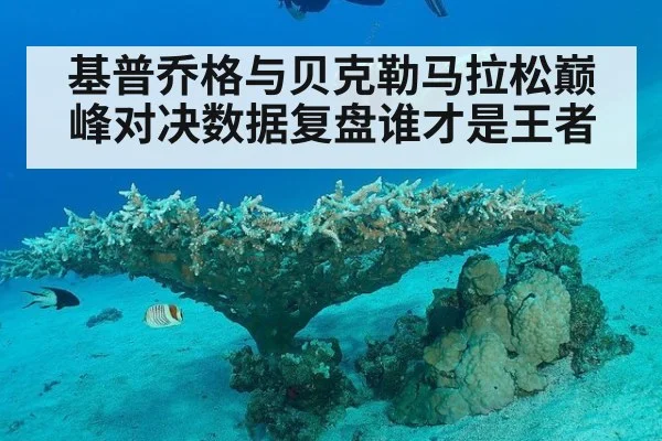 基普乔格与贝克勒马拉松巅峰对决数据复盘谁才是王者
